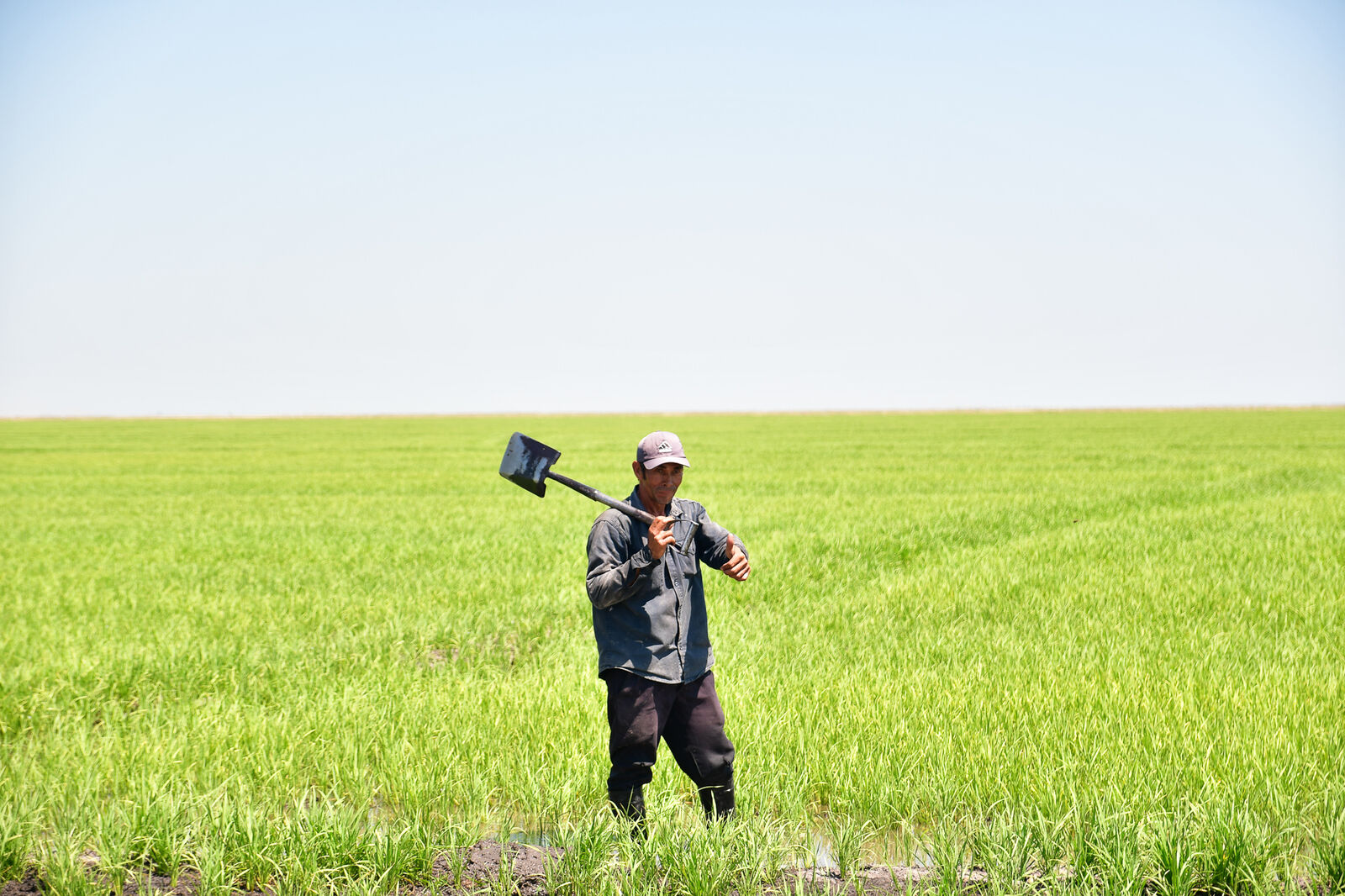 Trabajador con pala en un arrozal verde