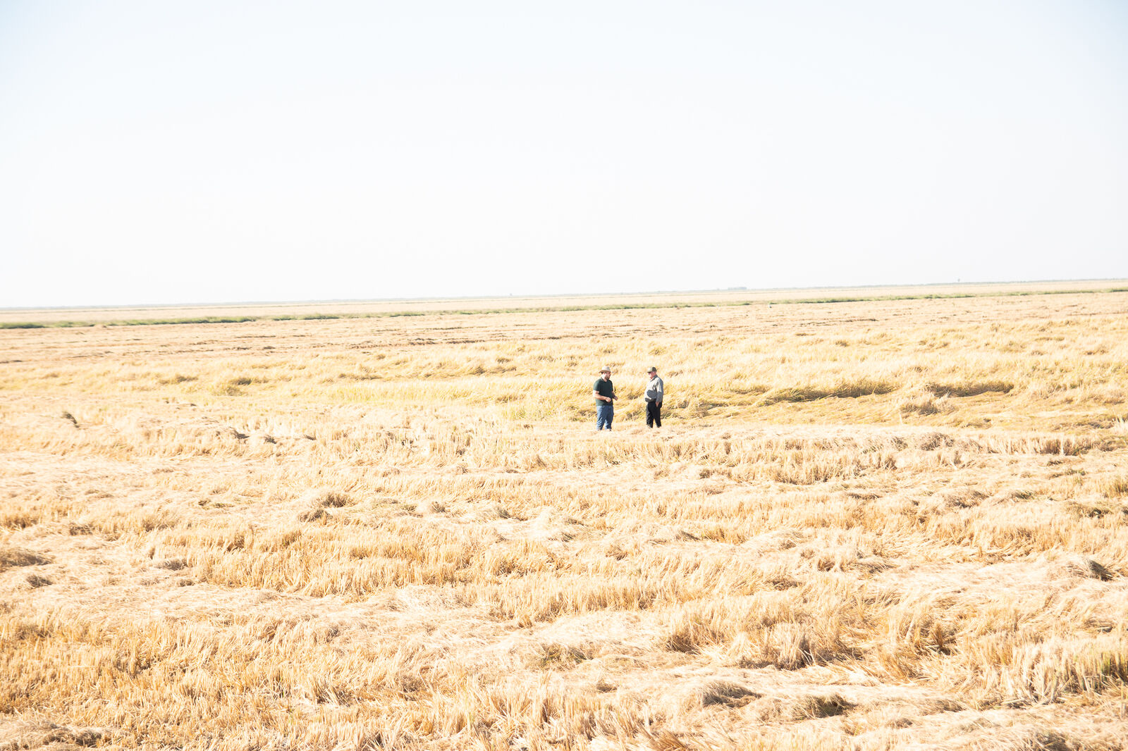 Campo cosechado, dorado, bajo cielo despejado